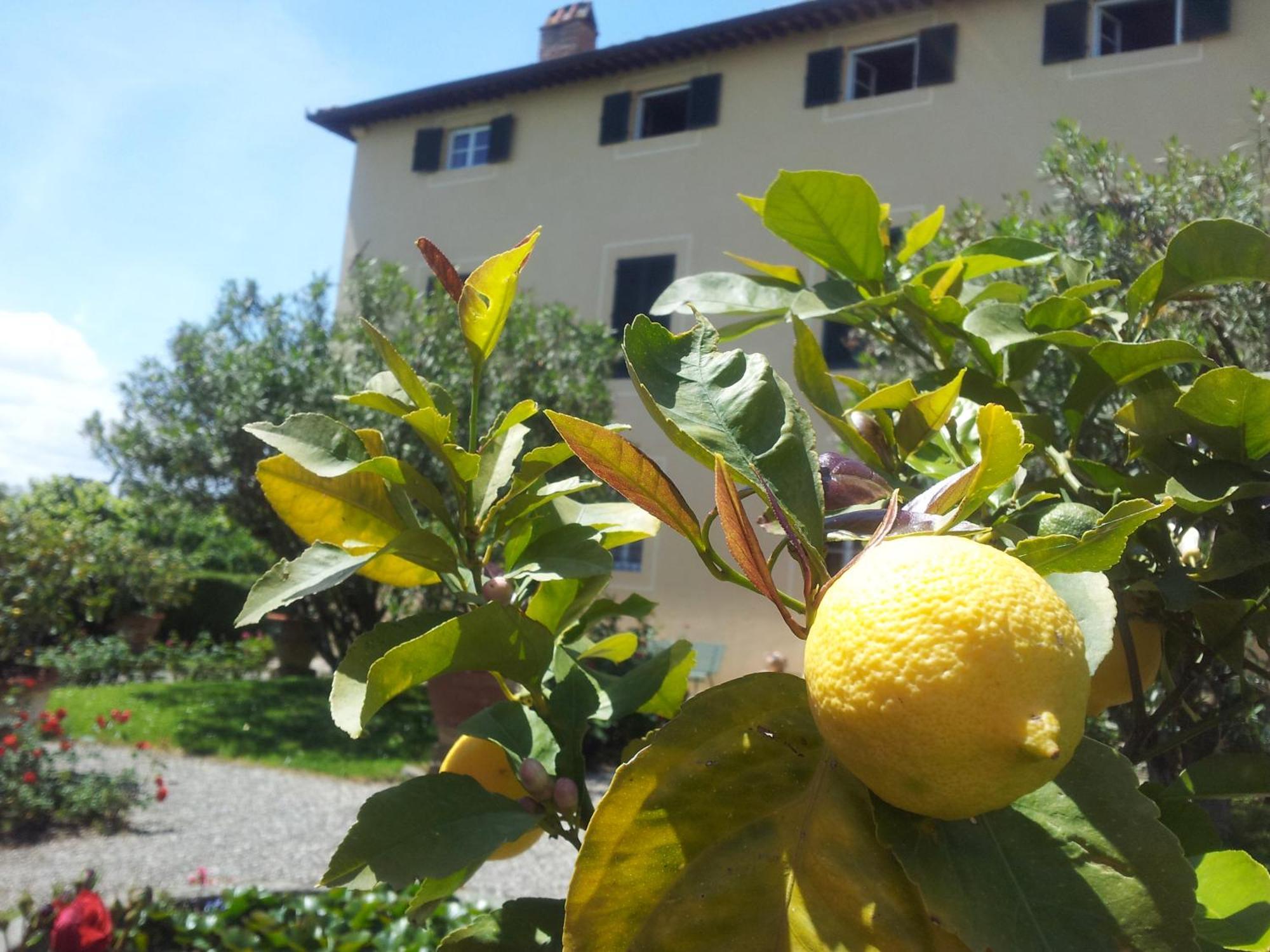 Villa Fattoria Gambaro di Petrognano Collodi Esterno foto