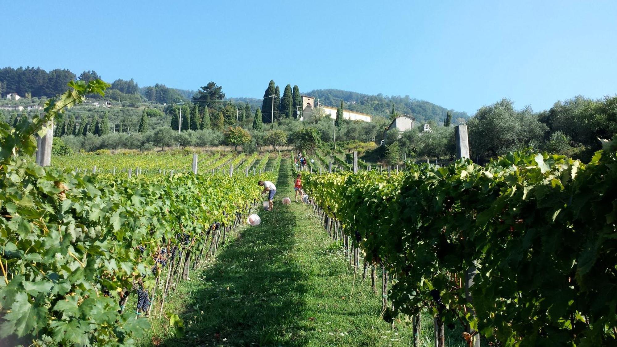 Villa Fattoria Gambaro di Petrognano Collodi Esterno foto